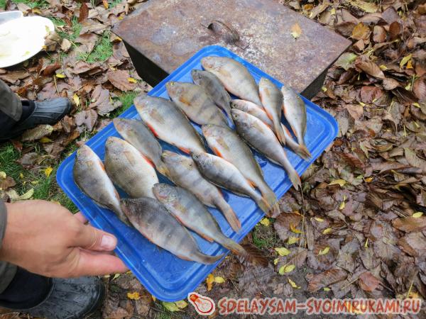 437 proteret kazhduyu rybku salfetkoy