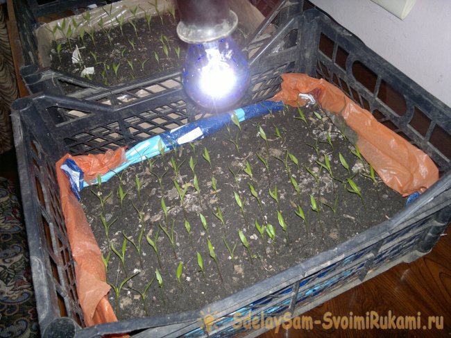 Как быстро вырастить перец