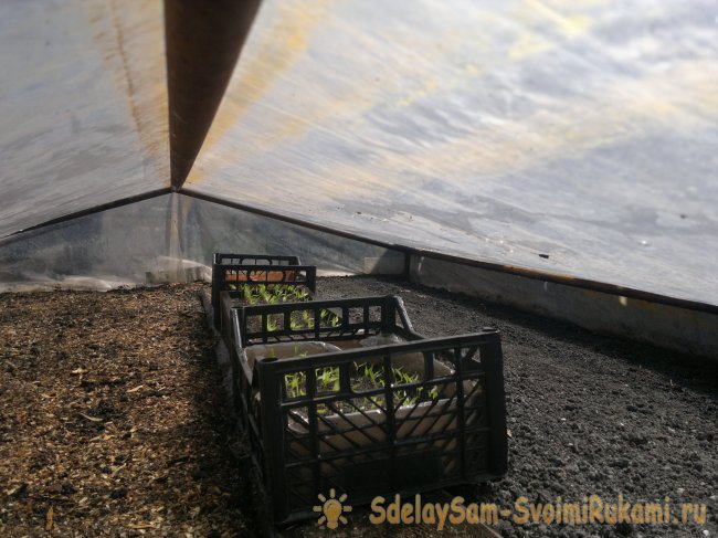 Как быстро вырастить перец