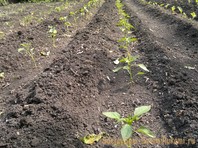 Как быстро вырастить перец