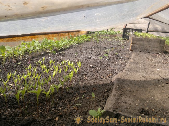 Как быстро вырастить перец