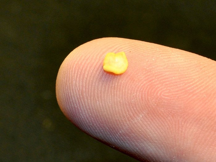 Как прорастить семена за 24 часа