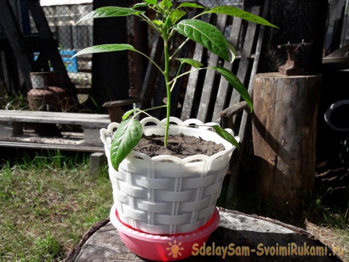 Цветочный горшок с автополивом