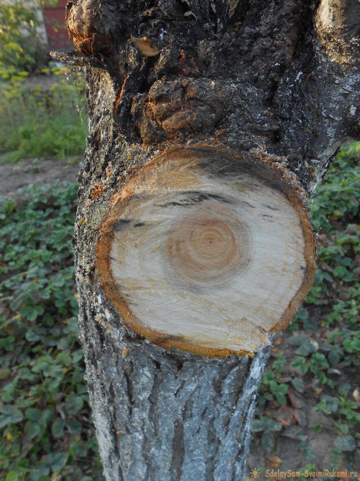 Ствол спиленного дерева