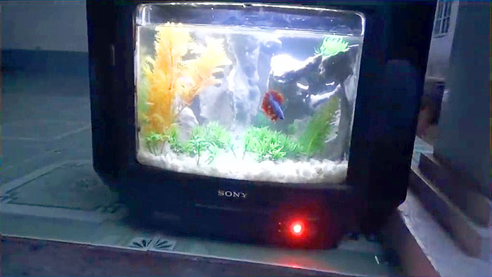 Как сделать аквариум из старого телевизора