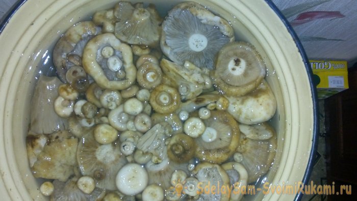 Засолка груздей пошаговый рецепт