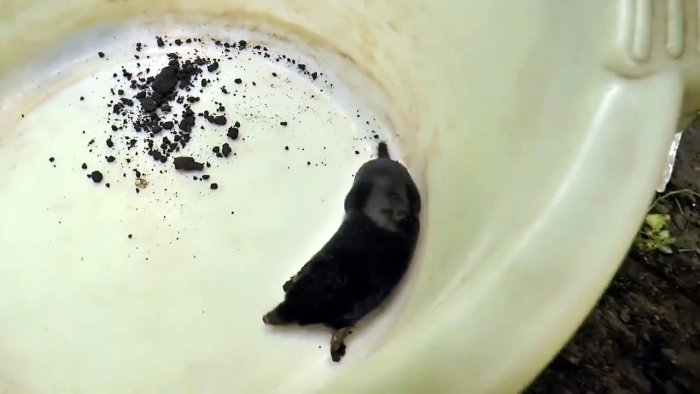 Как быстро поймать крота банкой