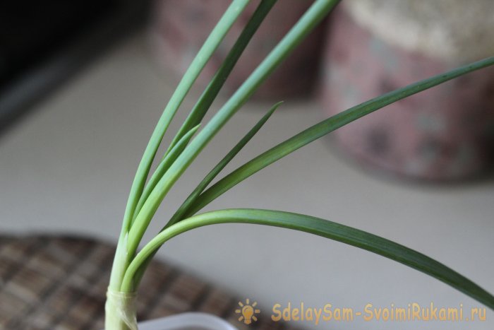 Как вырастить зеленый лук и чеснок на подоконнике