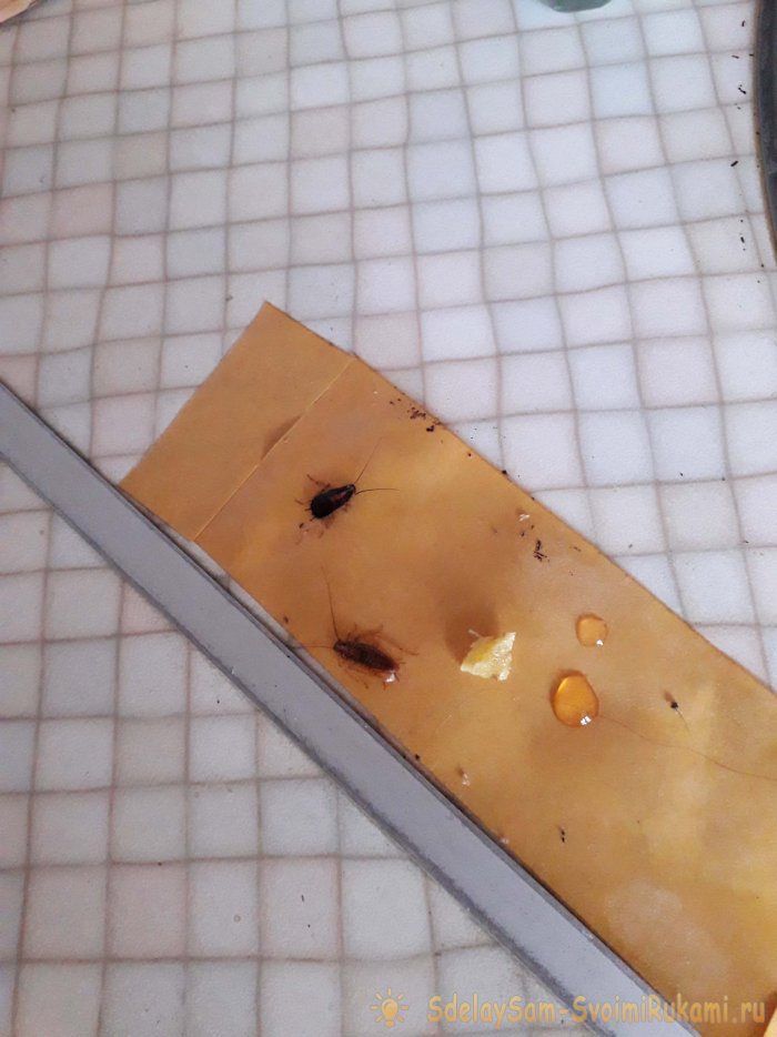 Как избавиться от тараканов ловушка из подручных средств