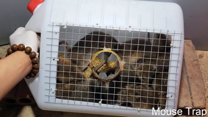 Мышеловка из пластиковой канистры