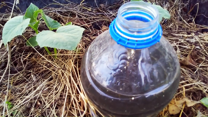 Секрет хорошего урожая: как организовать капельный полив бутылками
