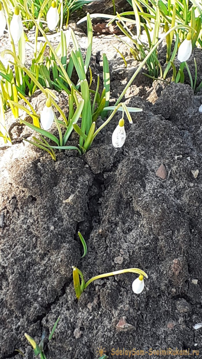 Крот пришёл на огород Что делать