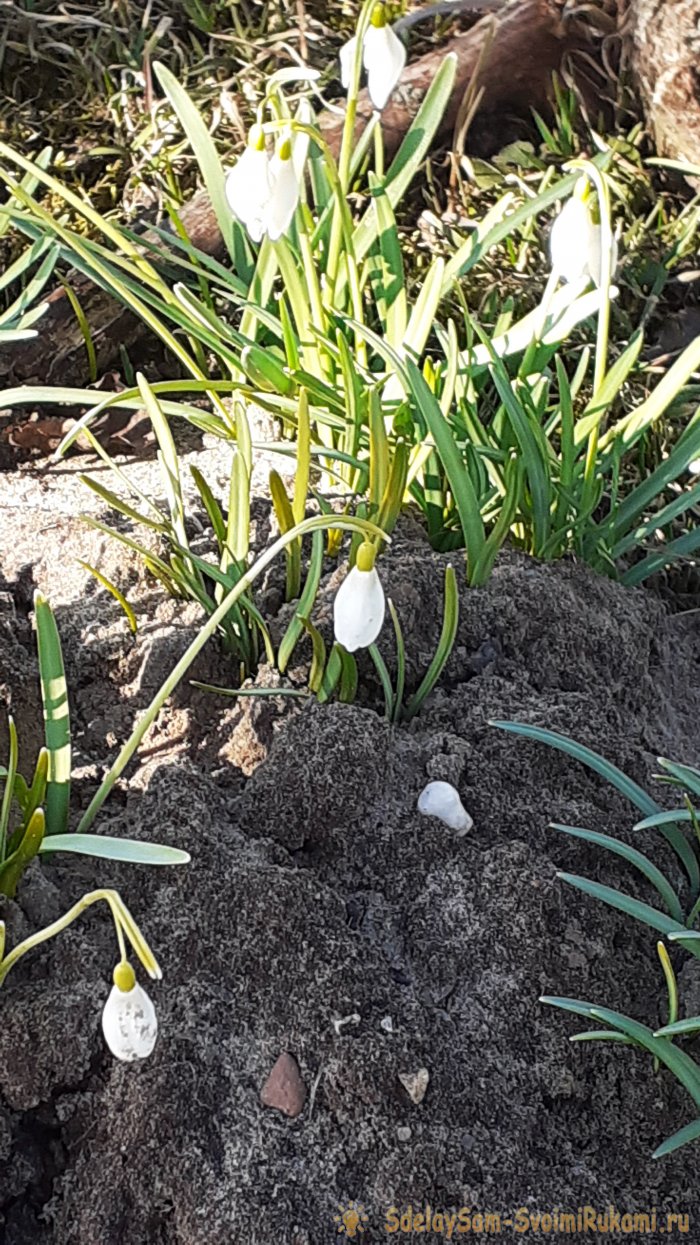 Крот пришёл на огород Что делать