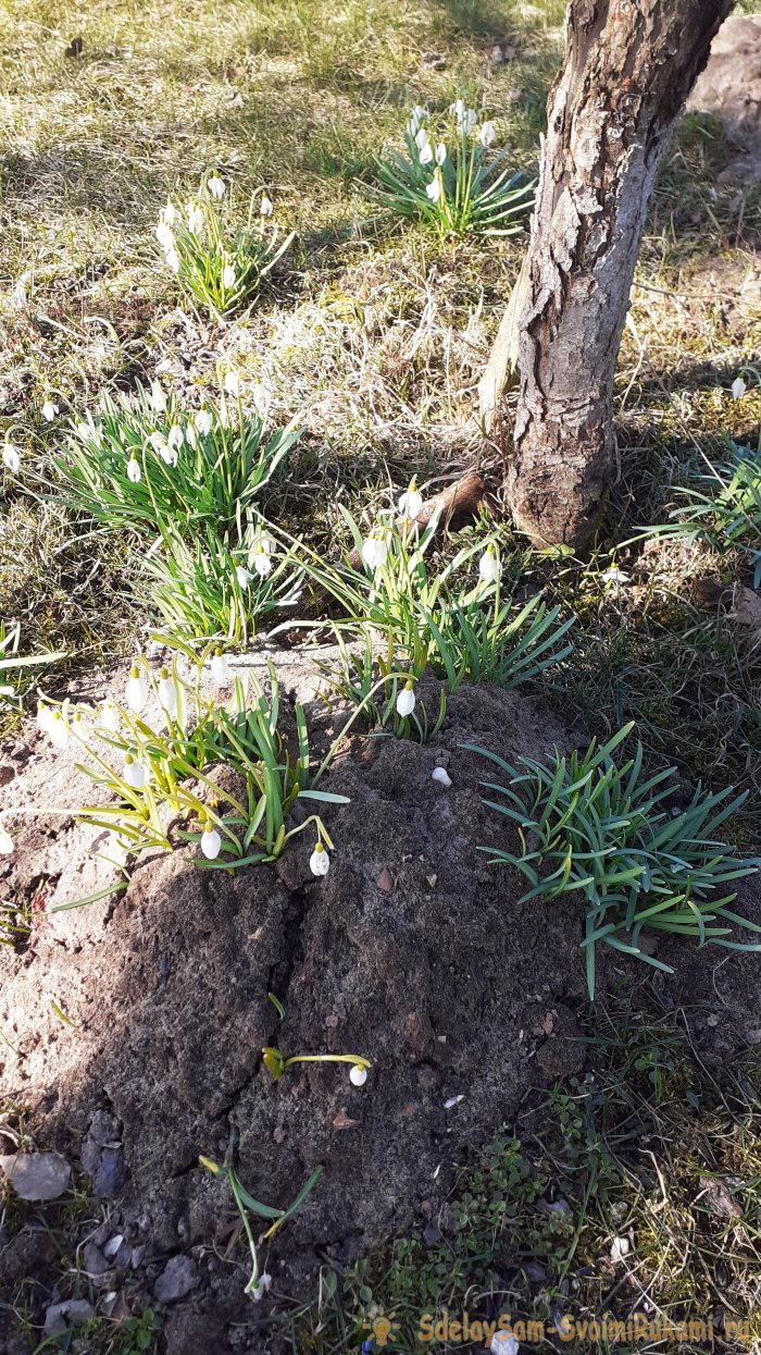 Крот пришёл на огород Что делать