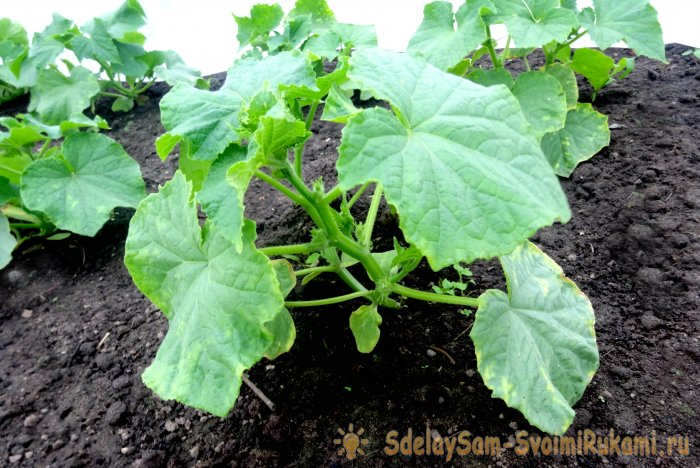 Огурцы как получить богатый урожай приложив минимум усилий