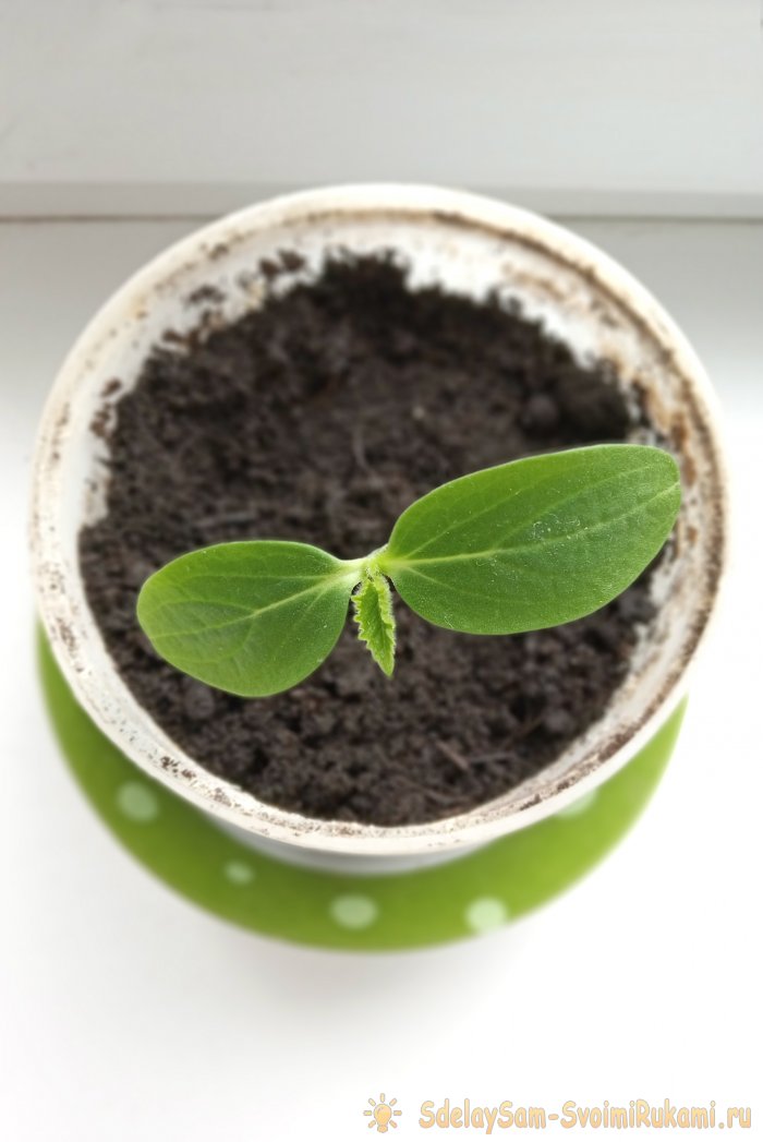 Огурцы как получить богатый урожай приложив минимум усилий