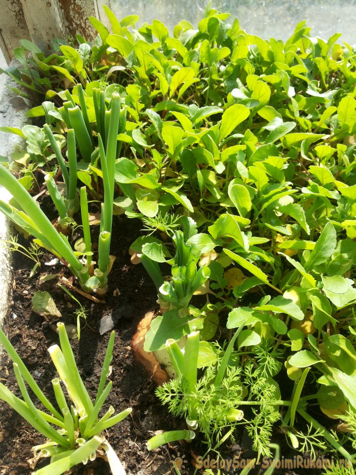 Выгонка лука на зелень в домашних условиях в воде и почвенном субстрате все тонкости и нюансы