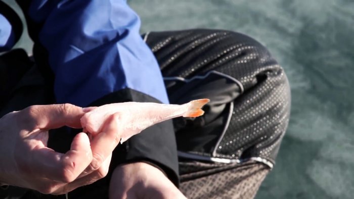 Чистим окуня быстро легко и без разлета чешуи