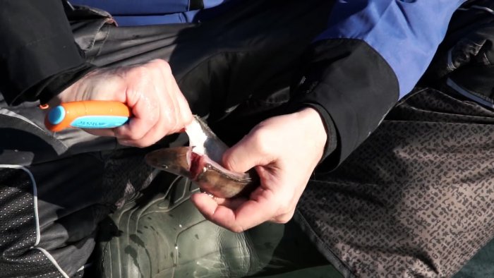 Чистим окуня быстро легко и без разлета чешуи