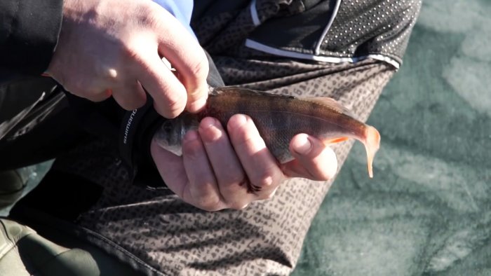 Чистим окуня быстро легко и без разлета чешуи