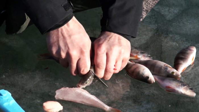 Чистим окуня быстро легко и без разлета чешуи