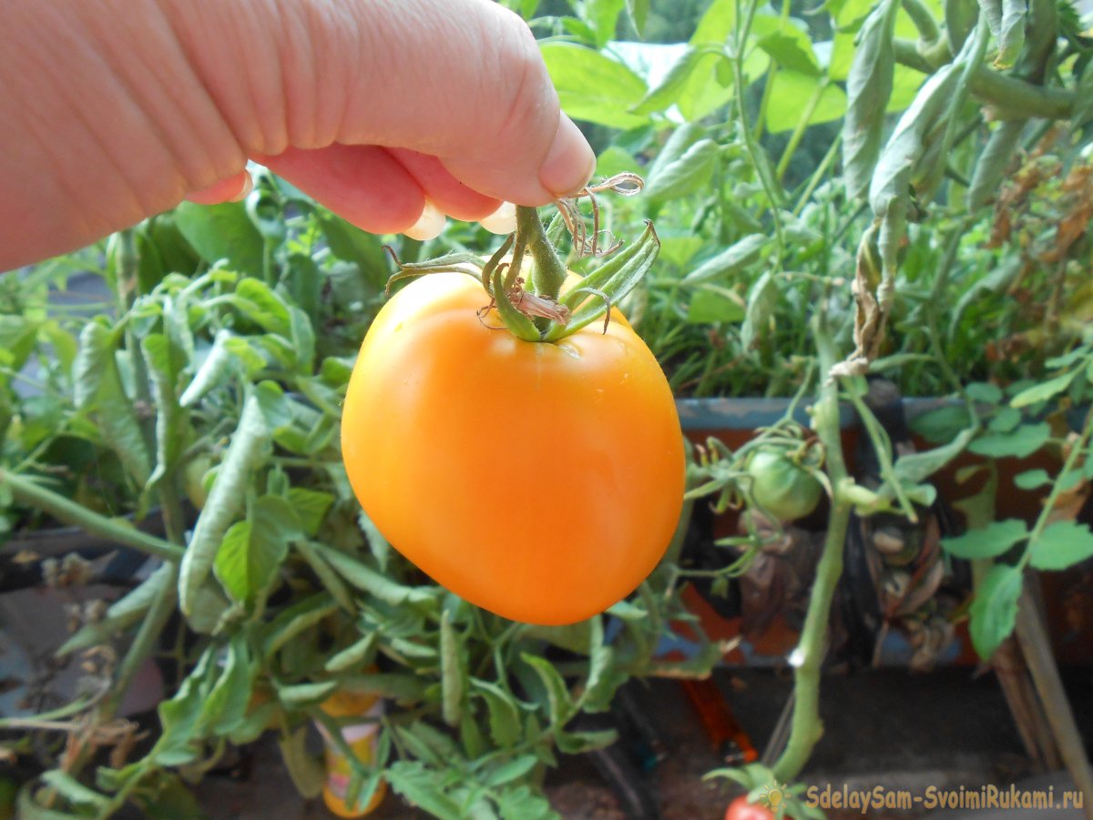 Некорневые подкормки томатов борной кислотой для повышения урожайности культуры