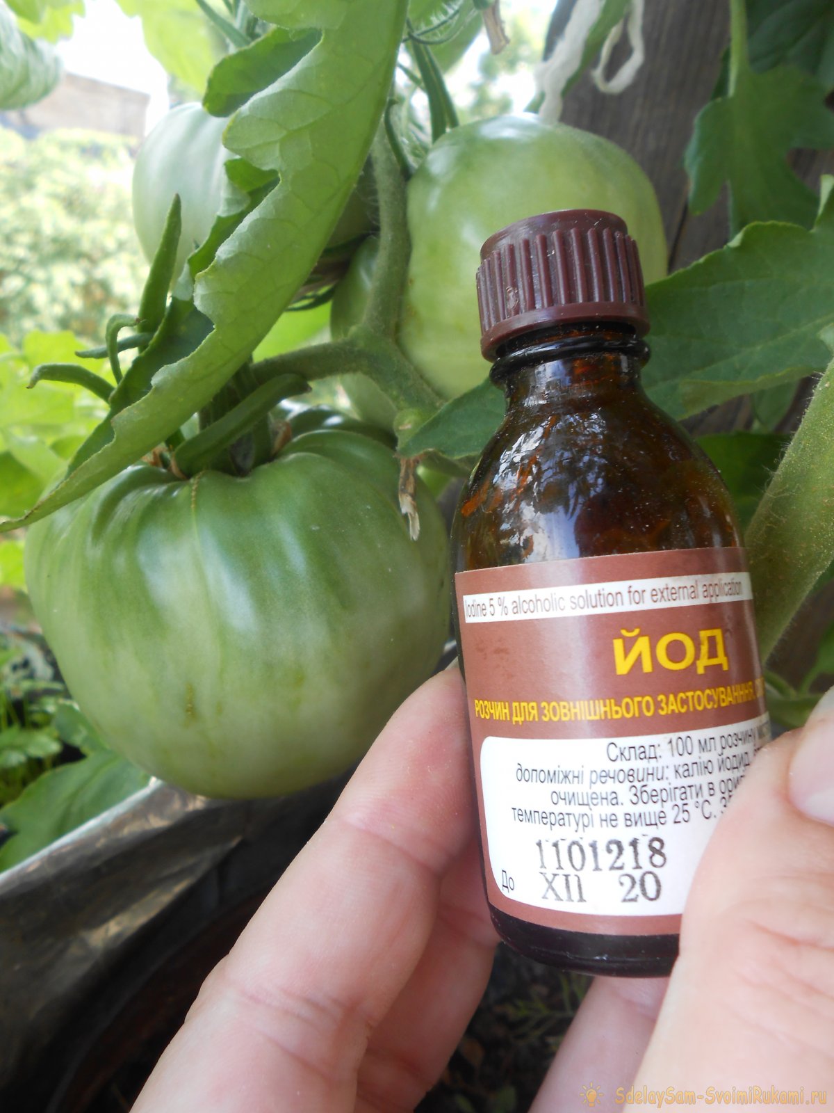 Раствор йода против фитофтороза томатов