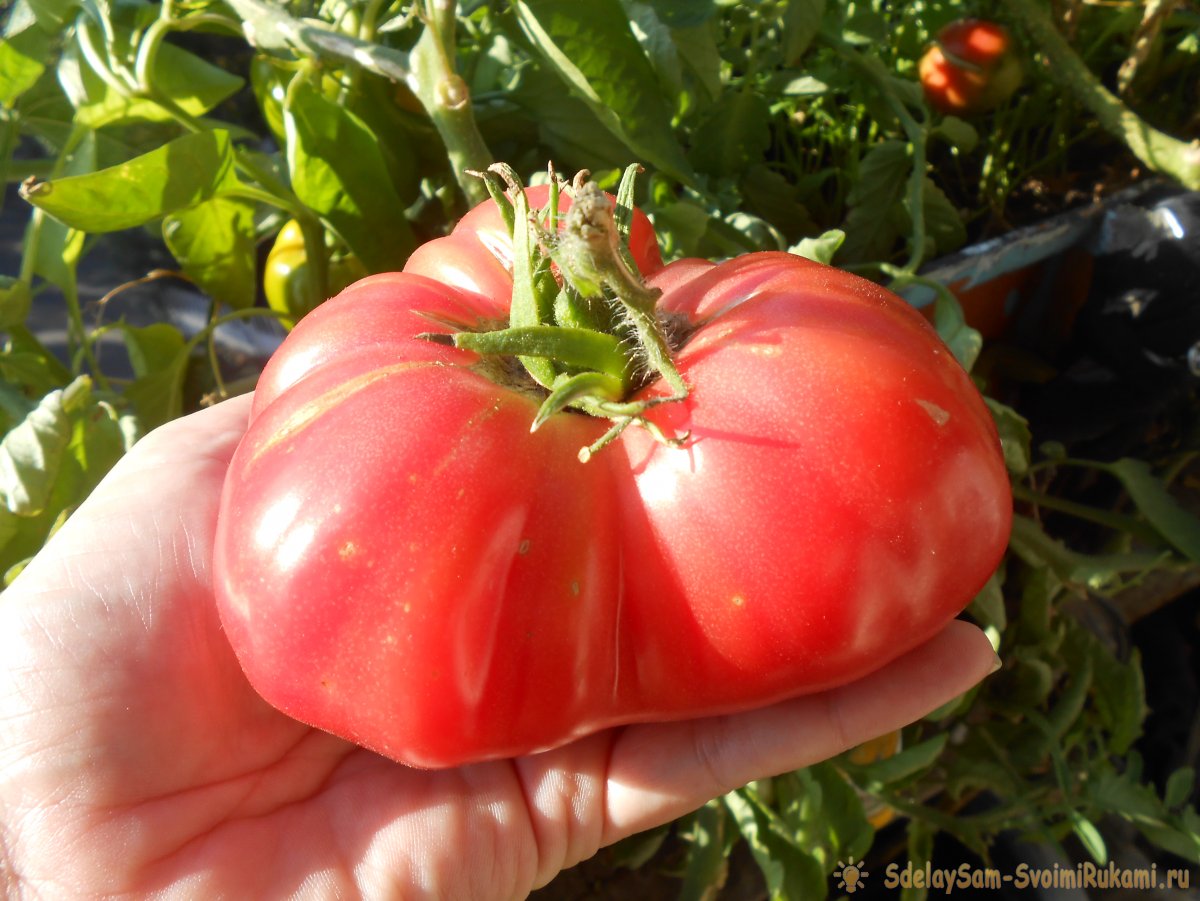 Предотвратить фитофтороз томатов очень просто