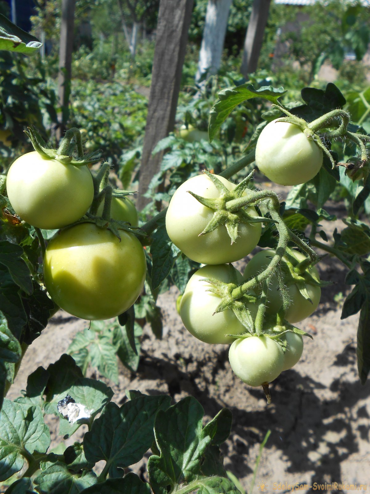 Самые дешевые и действенные подкормки помидоров после высадки