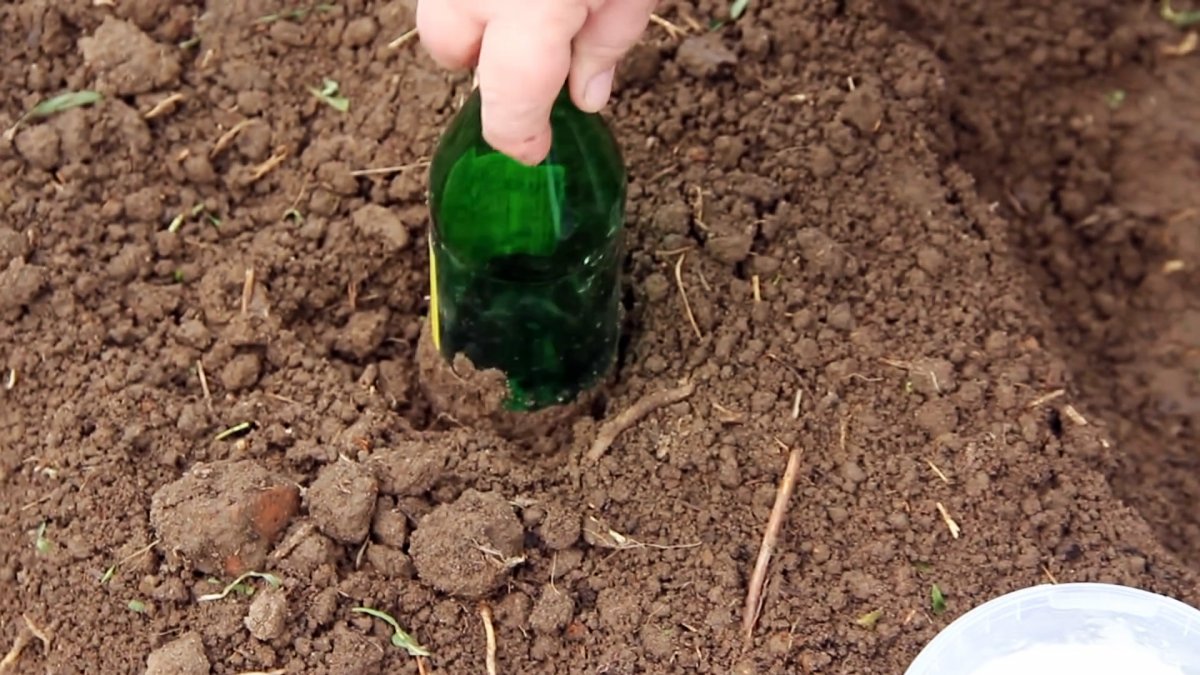 Сажаем капусту семенами под бутылки и забываем об опрыскивании от блох и килы