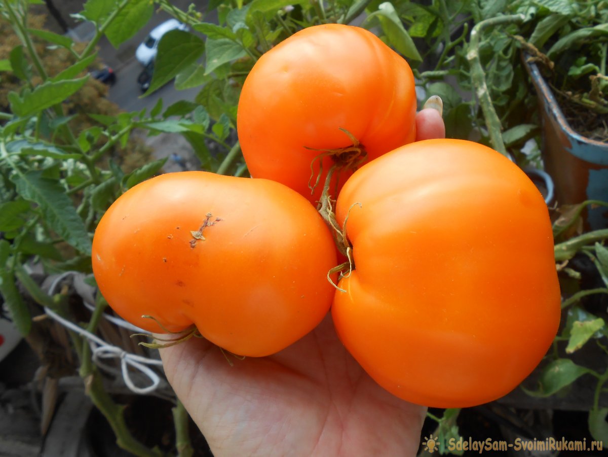 Бесплатное удобрение которое повысит урожай помидоров, перцев и огурцов
