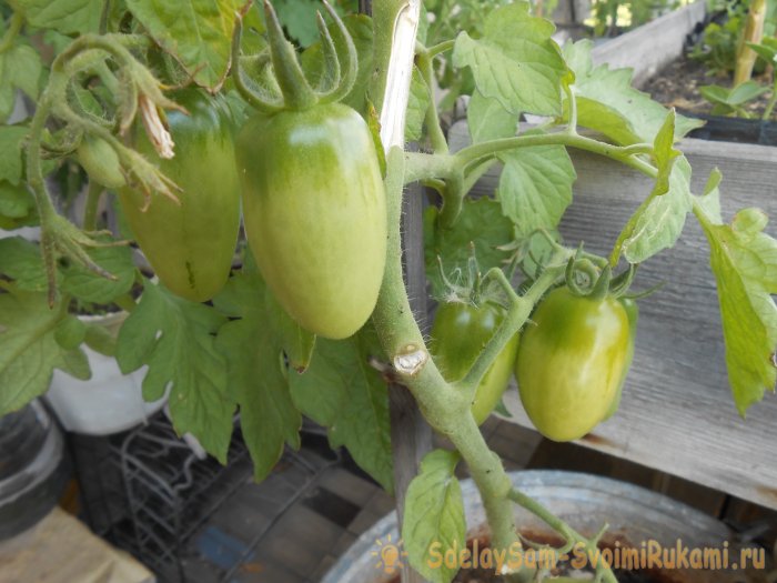 Всем доступная подкормка для защиты и большого урожая огурцов