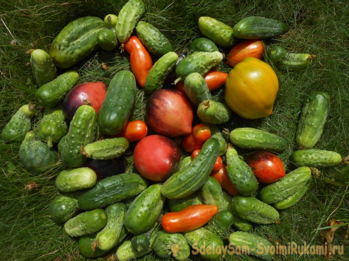 Всем доступная подкормка для защиты и большого урожая огурцов