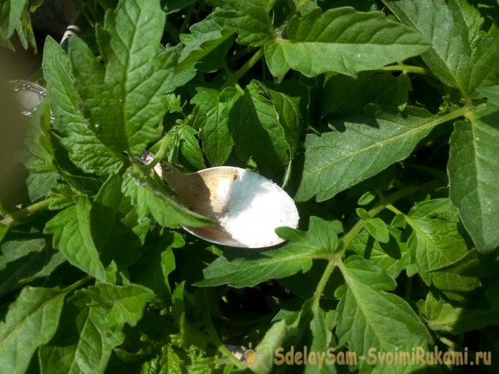 Некорневые подкормки томатов борной кислотой для повышения урожайности культуры