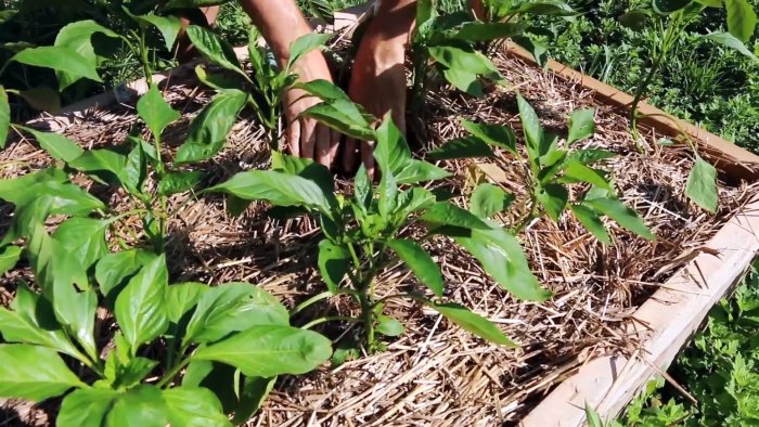 Как заставить компостных червей работать на вас Делаем вермикомпостер башню для грядок