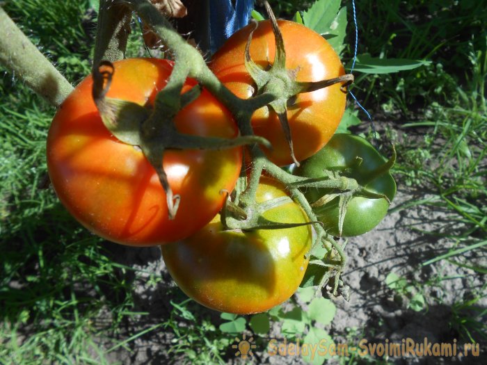 Универсальный рецепт подкормки помидоров во время созревания плодов