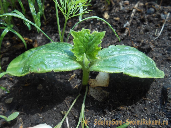 Раствор молока и йода против болезней огурцов
