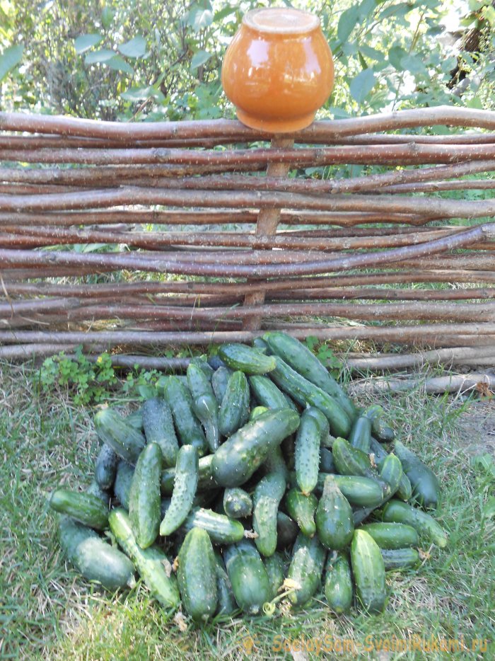 Раствор молока и йода против болезней огурцов