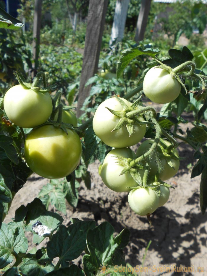 Самые дешевые и действенные подкормки помидоров после высадки