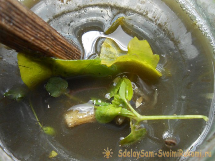 Самые дешевые и действенные подкормки помидоров после высадки