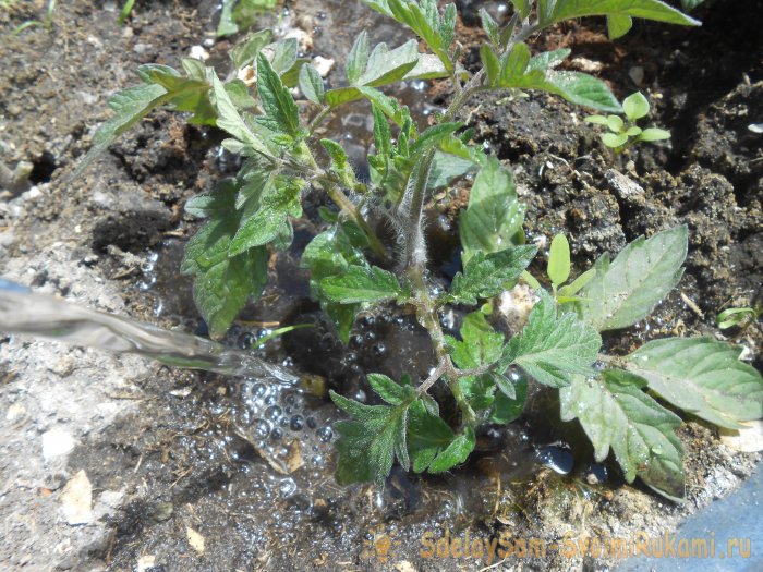 Самые дешевые и действенные подкормки помидоров после высадки