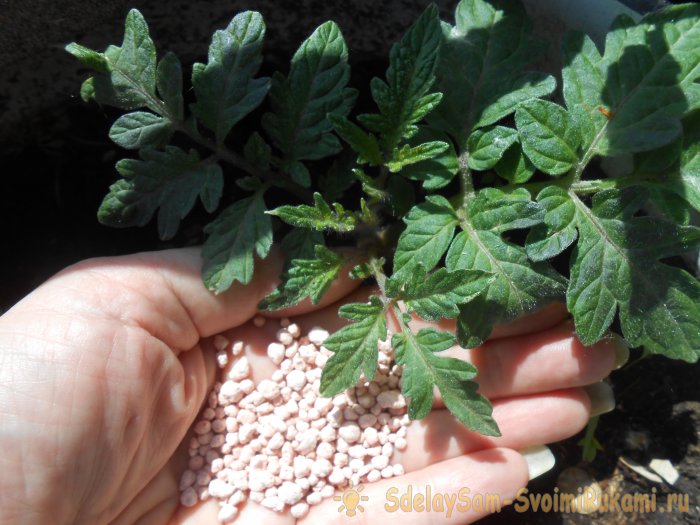 Самые дешевые и действенные подкормки помидоров после высадки