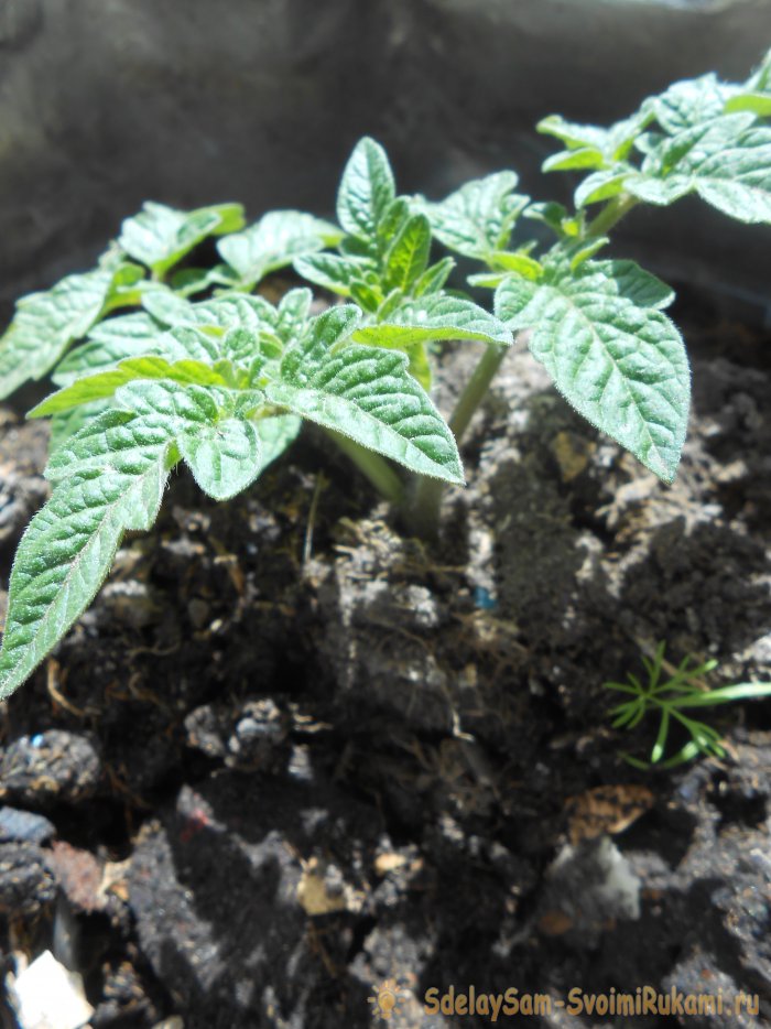 Самые дешевые и действенные подкормки помидоров после высадки