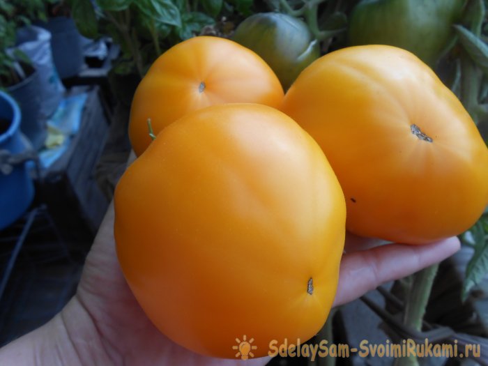 Самые дешевые и действенные подкормки помидоров после высадки