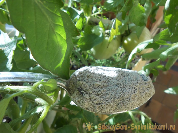 Самые дешевые и действенные подкормки помидоров после высадки