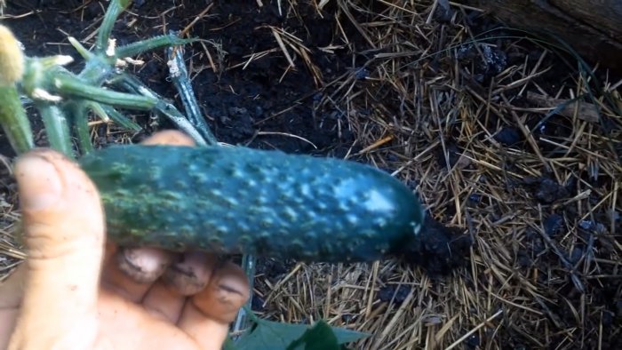 Как построить самую дешевую и полноценную теплицу