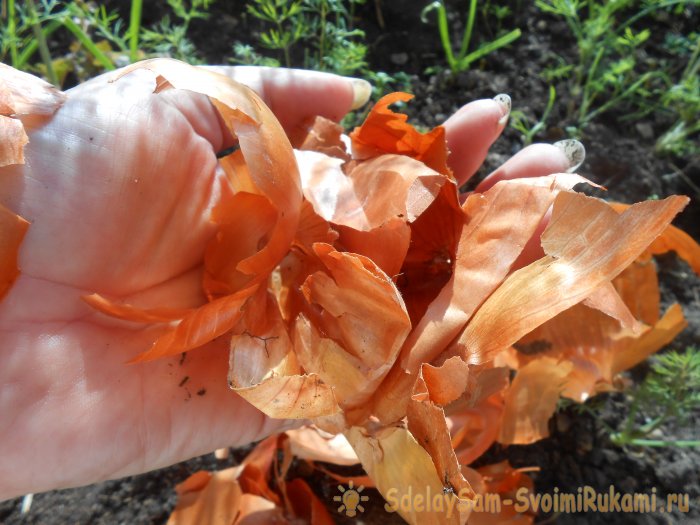 4 причины опадания завязей на огурцах и методы их устранения