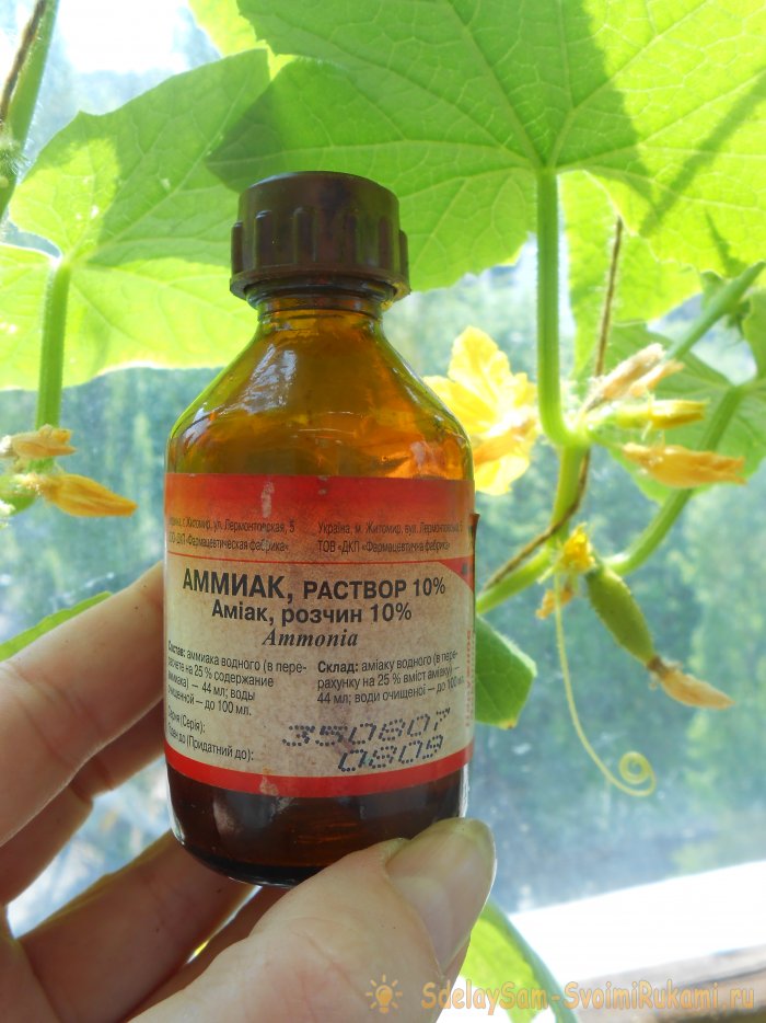 4 причины опадания завязей на огурцах и методы их устранения