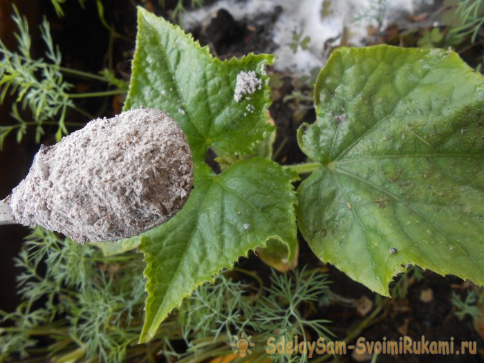 4 причины опадания завязей на огурцах и методы их устранения