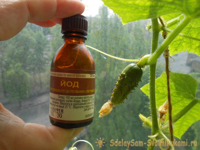 4 причины опадания завязей на огурцах и методы их устранения